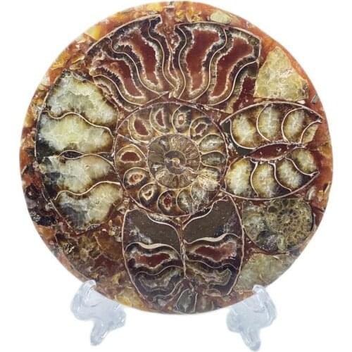 Natural Ammonite Disc Fossil Conch Specimen Spiral Plates Healing For Gift Home Decoration