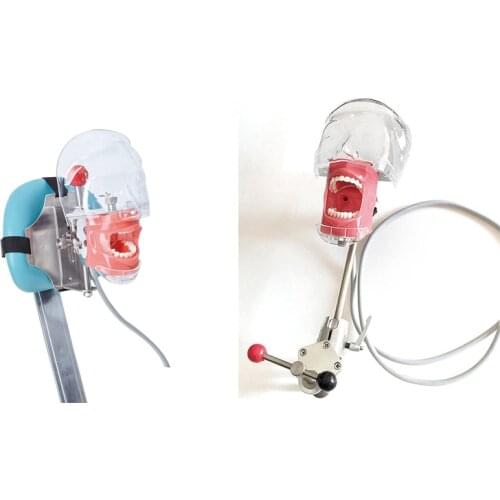 Simple Head Model Dental Simulator Phantom Head for Dentist Education Dentist Teaching/Head Model Phantom for Training Apparatu