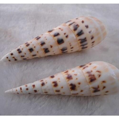 HappyKiss Natural sea cargo shell bamboo shoots screw fish tank decoration home decoration gift props