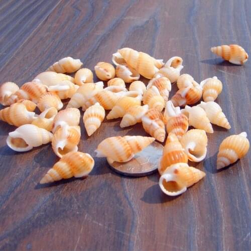 HappyKiss 200pcs/lo Natural cute sea shells idea for fish tank decoration and home decoration seashells crafts conch yellow