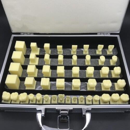 Oral Care Science Student Practicing Teething Model 2.5X Dental Carving Teeth Demonstrating Model Abrasive Tool Teaching Model