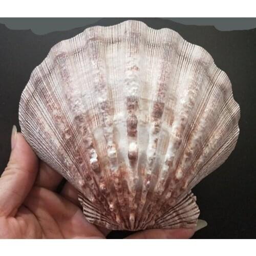 Home Seashell Bead for Jewelry Natural Coral Decoration Coastal Decor Mediterranean Beach Starfish Marine Maritime Style