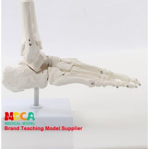 Foot ankle joint model foot bone model medical teaching of human bones MJG008