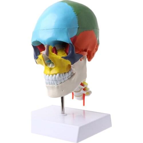 Human Anatomy Skeleton Anatomical Model with Colored Bones Cervical Vertebra Sculpture Medical Supplies