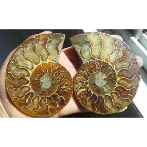 190g 1 Pair Half Cut Ammonite Shell Jurrassic Fossil Specimen