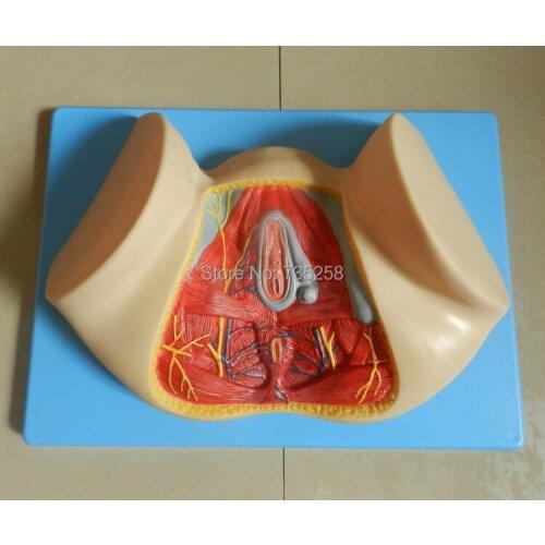 Female Perineum Anatomy Model,Female Genital Anatomy Model