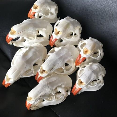 1PCS/8PCS Taxidermy Myocastor coypus Coypu skull real bone skeleton biology