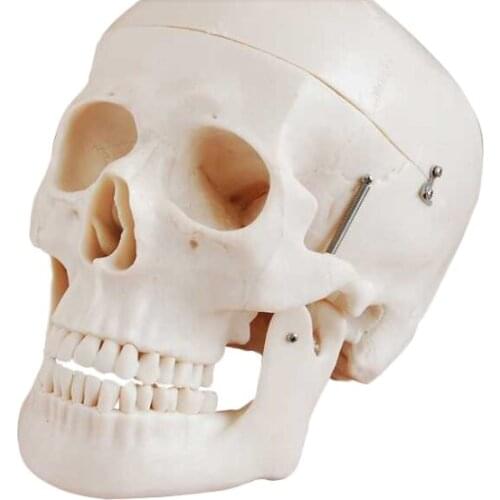 Sketch teaching 1:1 skull model human skeleton education model