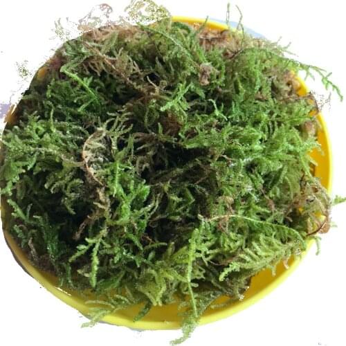 100g Dried Moss Dendrobe Orchid Meaty Plant Moisturizing Nutrition Soil/Aquariom Decor Moss/Tortoise Animal Sleeping Moss