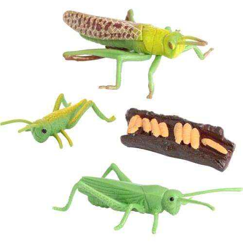 Nature Grasshopper Growth Pre- Children Early Education Toys