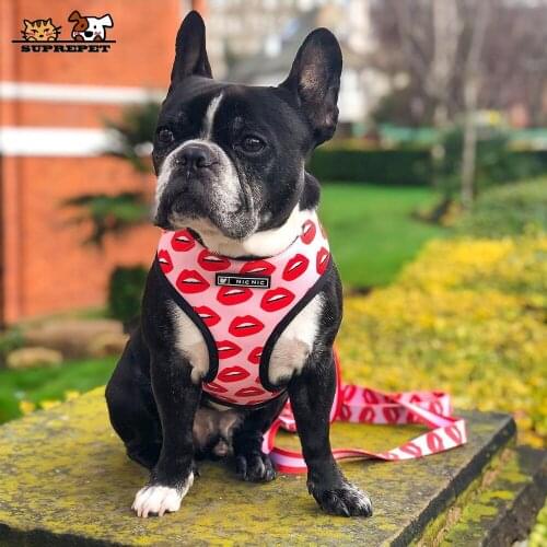 The Dog Face Collars, Harnesses And Leashes