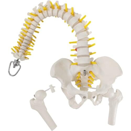 45CM Human Spine Model with Pelvic and Nerves Anatomy Skeleton Medical Model with Femur Heads Stand Fexible