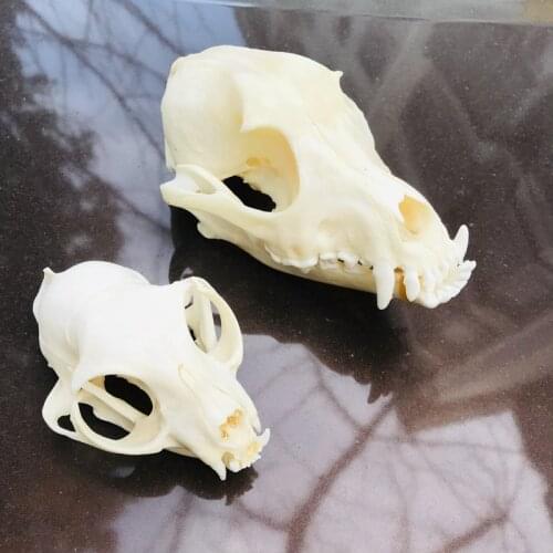 1pcs Animal Skull specimen Study Collectibles Unusual Halloween Decoration