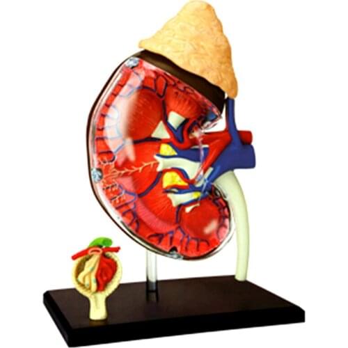 1:1 Human kidney organs Anatomy model 4D master puzzle assembly toys Models for medical teaching