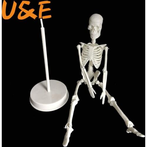 Human Anatomical Anatomy Skeleton Decoration Model Skeletal Bone Medical Learn Ai Art Sketch Doll Chiren Toys
