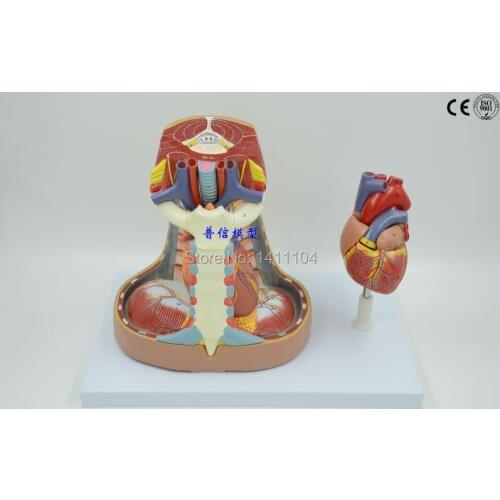 Free shipping&Human longitudinal diaphragm model, vascular system, human anatomy model, medical,heart model.For teaching medical