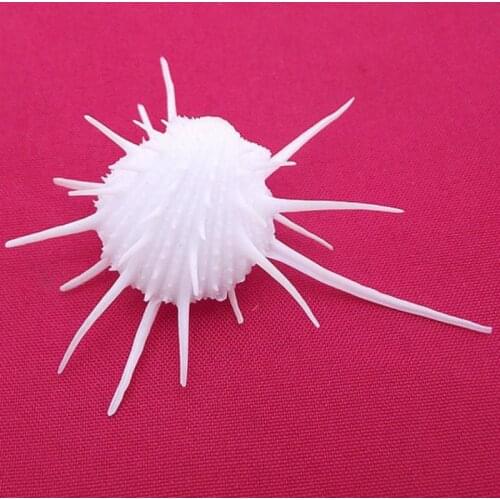 Shells marine specimens of about 2cm small rare seashells NaturalMini Conch Screw Wall Decoration DIY Aquarium Seashells Crafts