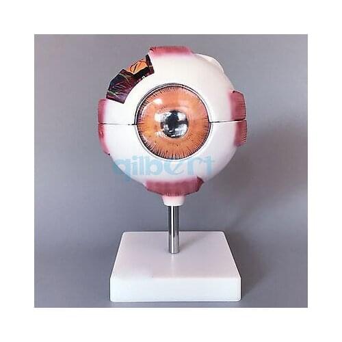 White Human Eye Ball Anatomical Model Training 6X Life Size Medical Kit
