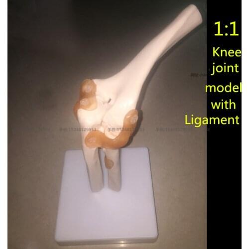 Human medical Skeleton Knee Joint Anatomy Models Skeleton Model with Ligaments Joint Model Medical Science Teaching Supplies