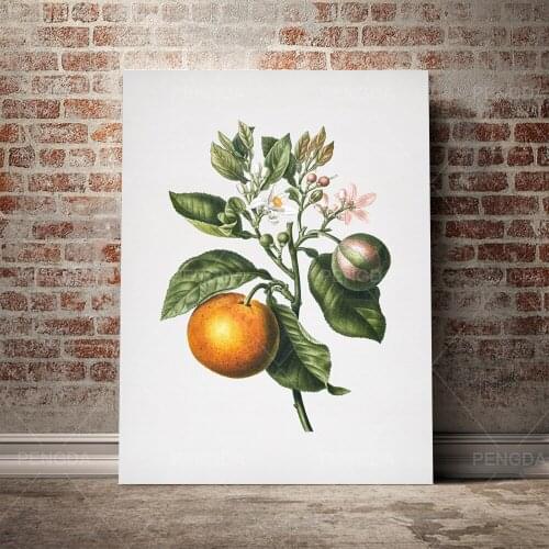 Home Decoration Botany Painting Green Grape Wall Art Fruits HD Print Minimalist Poster Canvas Cuadros Modular Picture For Gift