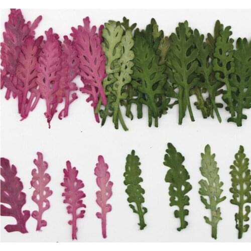 120pcs Green/Pink Dried Pressed Senecio Cineraria DC Leaf Leaves For Jewelry Phone Case Photo Frame Postcard Bookmark Making