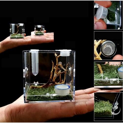 Black Widow Spider Small Insect Breathable Terrarium Transparent Reptile Breeding Box Assembled Eco Box