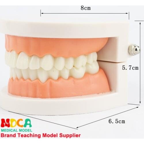 Tooth model early education anatomical tooth care brushing instruction model oral health care nursing teaching