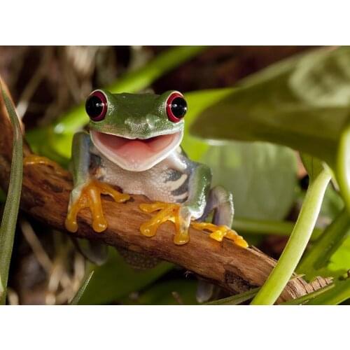 JMINE Div 5D tree frog Full Diamond Painting cross stitch kits art High Quality Animal 3D paint by diamonds
