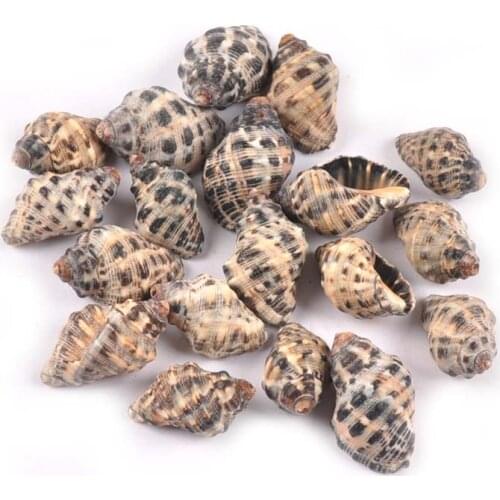 20pcs Natural Nautical Spiral Spot Seashells Ornaments Shells For Home Decor Handmade DIY Glass Bottle Ornaments 15-25mm TR0303
