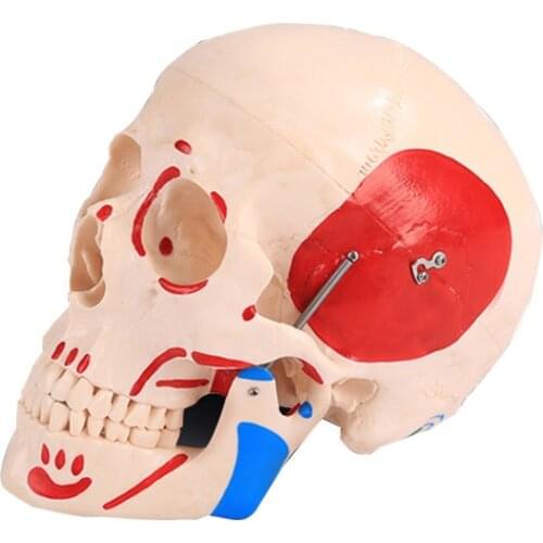 Chinon Life Size Colored Skull Model For Medical School Teaching Skeleton Anatomy Medical Science Education BIX-A1007A