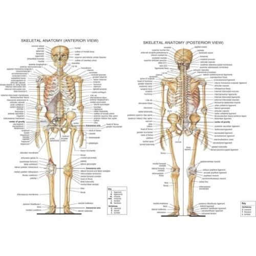 Anatomical Skeleton - Skeletal System Art Silk Poster Home Wall Decor
