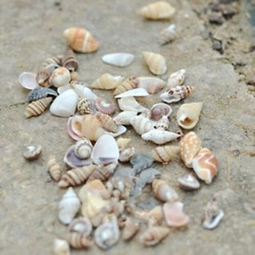 Funny 1 Bags Mixed Assorted Sea Shells Real Small Sea Shells DIY Home Decoration Nautical Craft