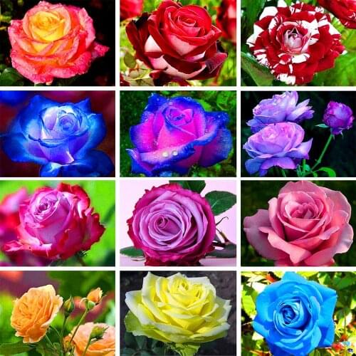 5D DIY Diamond Painting Flower Rose Diamond Embroidery Full Square/Round Inlay Mosaic Rhinestone Picture Home Decoration Gift
