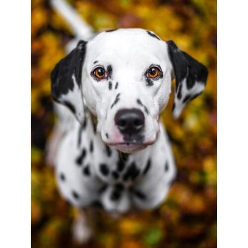 Animal Dog DIY Cross Stitch 11CT Embroidery Kits Needlework Set Cotton Thread Printed Canvas Home Decoration Hot Sell On Sale