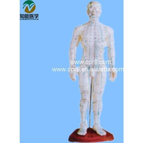 BIX - Y1008 Acupuncture Human Body Model (In Chinese) 50CM G142