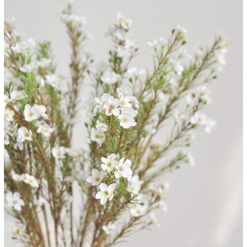 60cm high 5pcs artificial flower bouquets artificial Geraldton Wax&artificial Geraldton Wax flower