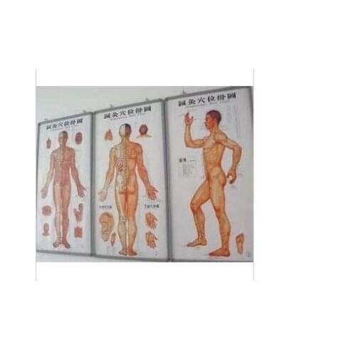 3pcs/sets Human Meridian Acupuncture Point Health Therapy Medical Massage Acupuncture Acupoints Map In Chinese-English