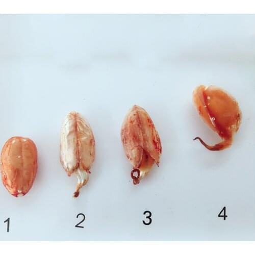 Peanut Germination and Growth Process Embedded Specimen Real Plant Growth History Specimens Models Biology Botany Teaching Aids
