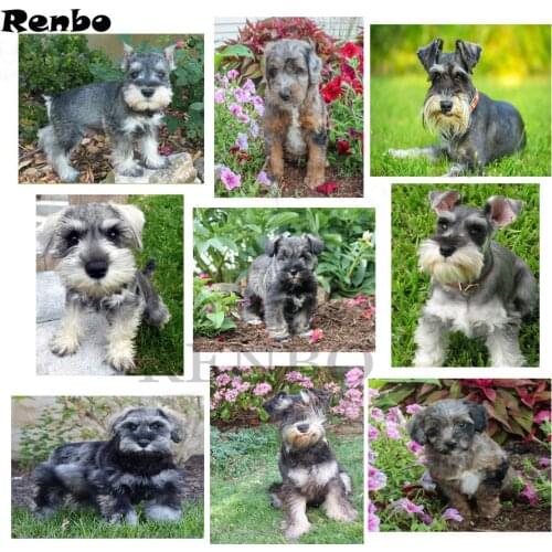 Full square diamond embroidery schnauzer Dog 5d diy diamond painting cross stitch animal Mosaic Painting Living Room wall art