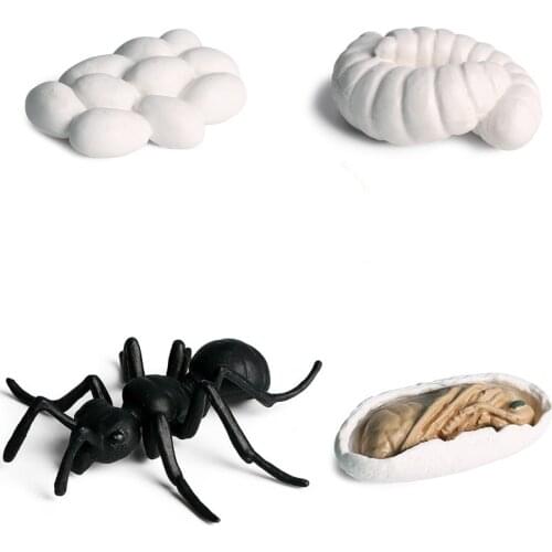 Childrens Learning Educational Toys Simulation Animal Ant Growth Cycle Model Plastic Insects Solid Static Figure Props Doll