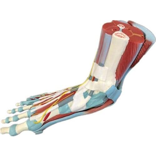 Medical Teaching Life Size Human Muscle Foot Model(7 Parters)