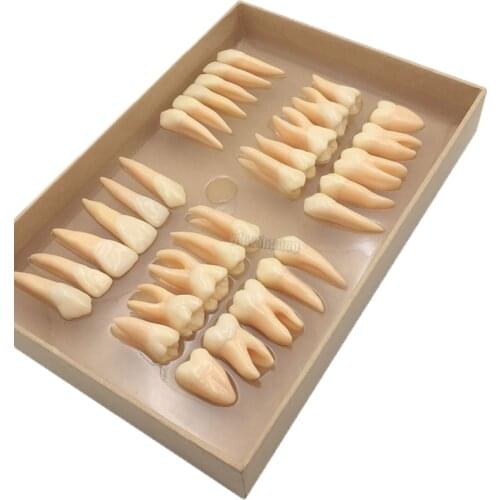 32Pcs Tooth model 2.5 times carved teeth 32 teeth dental model teaching model
