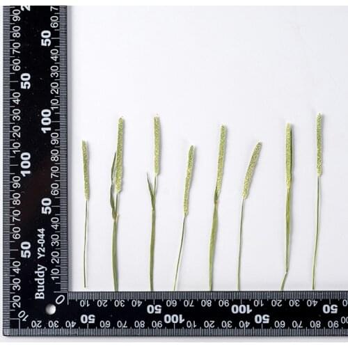 60pcs Pressed Dried Flower Grass Ear Stick Plant Herbarium For Nail Art Jewelry Bookmark Phone Case Invitation Card DIY