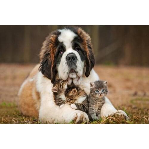 Nice Saint Bernard Dog Poster Silk Fabric Wall Art Poster Print Painting Nature Decoration Pictures Modern Home Decor Poster