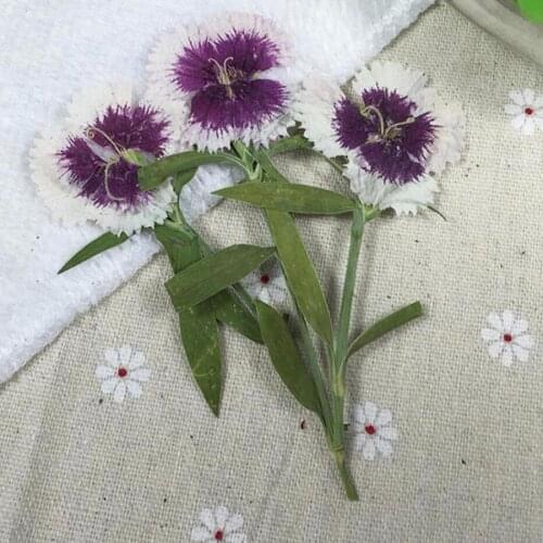60pcs 4-7cm Pressed Dried Dianthus Chinensis Stalk Flower Plant Herbarium For Jewelry Postcard Phone Case Craft DIY Accessories