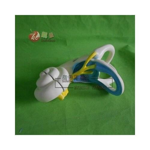 Inner ear scale-up model 20*14*10cm Teaching apparatus experimental apparatus free shipping