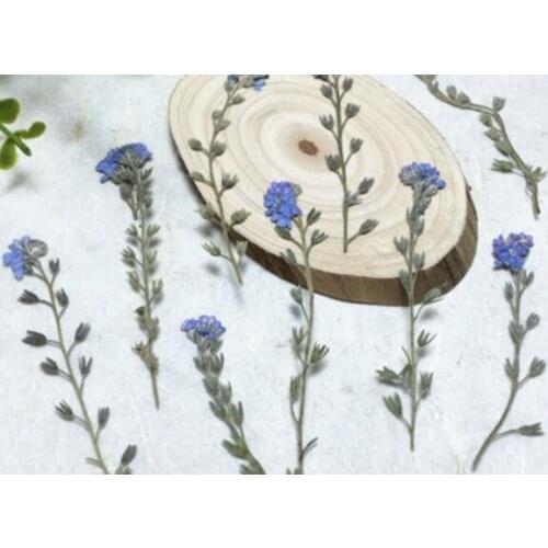 Forget-me-not Flowers Pressed Dried Flowers for Art Craft candle Making