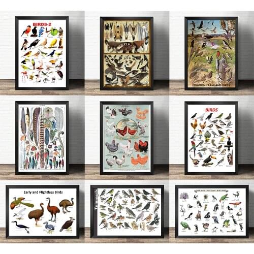 Popular science decorative painting early education - Feathers of birds specimens -Atlas art painting Retro poster kraft paper