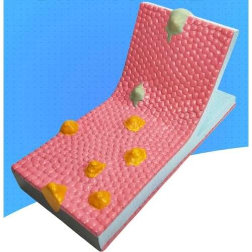 Cell membrane flow mosaic model component protein and lipid molecule arrangement mode biological structure teaching instrument