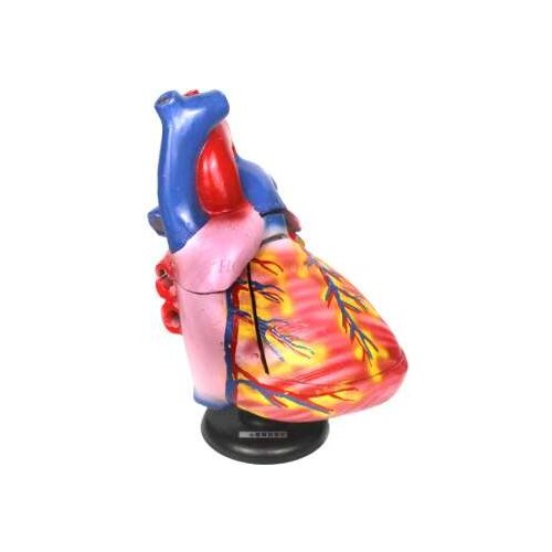 Heart anatomy magnified model about 3 times atrial ventricle junior high school biology laboratory medical teaching equipment